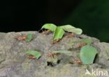 Leaf-cutter ant (Atta sexdens)