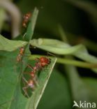 Leaf-cutter ant (Atta sexdens)