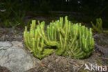 Fir Clubmoss (Huperzia selago)