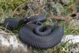 Common Viper (Vipera berus)