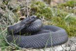 Common Viper (Vipera berus)