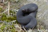 Common Viper (Vipera berus)