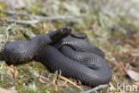 Common Viper (Vipera berus)