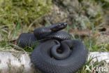 Common Viper (Vipera berus)