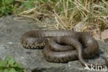 grass snake (Natrix natrix helvetica)