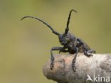 Weaver Beetle (Lamia textor)