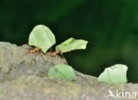 Leaf-cutter ant (Atta sexdens)