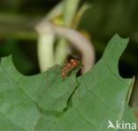 Leaf-cutter ant (Atta sexdens)