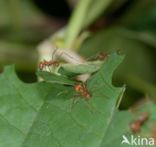 Leaf-cutter ant (Atta sexdens)