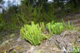 Fir Clubmoss (Huperzia selago)