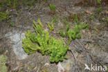 Fir Clubmoss (Huperzia selago)