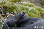 Common Viper (Vipera berus)