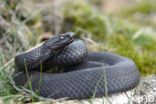 Adder (Vipera berus)