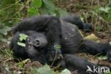 Mountain gorilla (Gorilla beringei beringei)