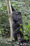 Mountain gorilla (Gorilla beringei beringei)