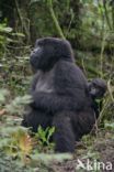 Mountain gorilla (Gorilla beringei beringei)