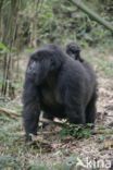 Mountain gorilla (Gorilla beringei beringei)