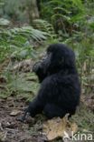 Mountain gorilla (Gorilla beringei beringei)