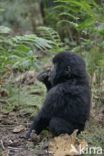 Mountain gorilla (Gorilla beringei beringei)