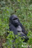 Mountain gorilla (Gorilla beringei beringei)