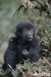 Mountain gorilla (Gorilla beringei beringei)