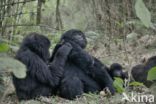 Mountain gorilla (Gorilla beringei beringei)