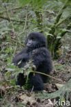 Mountain gorilla (Gorilla beringei beringei)