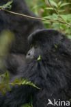 Mountain gorilla (Gorilla beringei beringei)