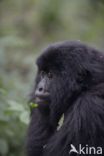 Mountain gorilla (Gorilla beringei beringei)