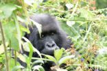 Mountain gorilla (Gorilla beringei beringei)