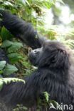 Mountain gorilla (Gorilla beringei beringei)