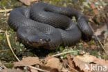 Adder (Vipera berus)