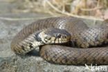 grass snake (Natrix natrix helvetica)