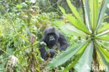 Mountain gorilla (Gorilla beringei beringei)