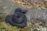 Common Viper (Vipera berus)