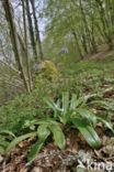 Spanish Bluebells (Hyacinthoides hispanica)