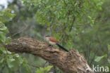 White-browed coucal (Centropus superciliosus)