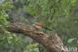 White-browed coucal (Centropus superciliosus)