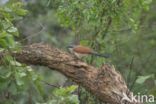 White-browed coucal (Centropus superciliosus)