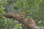 White-browed coucal (Centropus superciliosus)