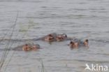 Nijlpaard (Hippopotamus amphibius)