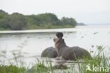 Nijlpaard (Hippopotamus amphibius)