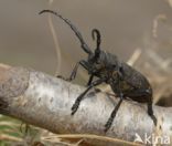 Weaver Beetle (Lamia textor)