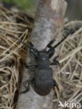 Weaver Beetle (Lamia textor)