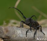 Weaver Beetle (Lamia textor)