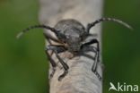 Weaver Beetle (Lamia textor)