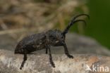 Weaver Beetle (Lamia textor)