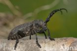Weaver Beetle (Lamia textor)