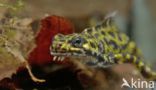 Marbled Newt (Triturus marmoratus)