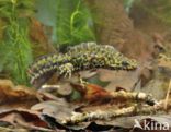 Marmersalamander (Triturus marmoratus)